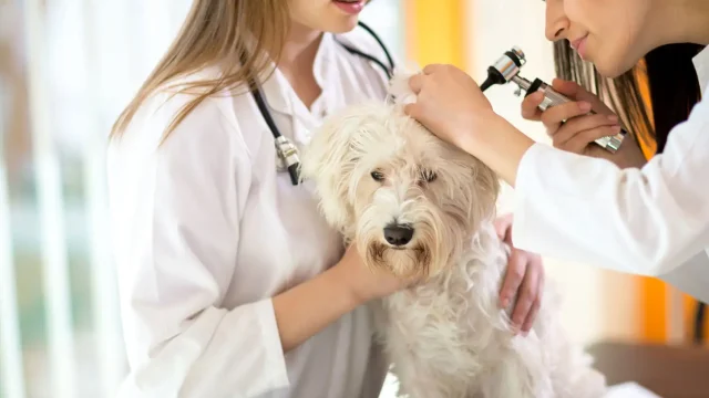 Pets and Pet Care